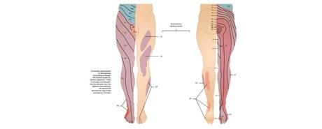 L5 S1 Or Lumbosacral Joint: What Is It And What Should You Be Wary Of?