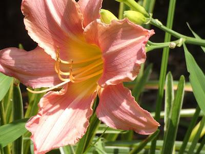 The Last of the Daylilies