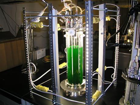 Small Scale Bioreactors