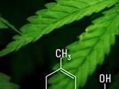 From Stigma Star: Exploring Meteoric Rise Cannabidiol Market