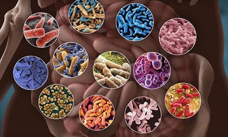Unlocking Potential in the Human Microbiome Market