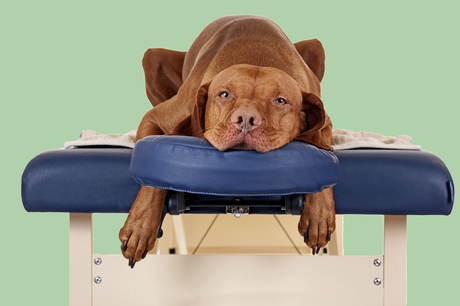 Beyond Medical: Exploring The Additional Coverage Of Pet Insurance