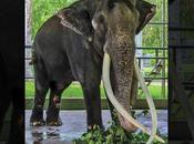 Discusses Tusker Muthu Raja’s Thailand Repatriation, Wildlife Issues