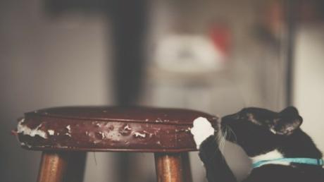 Interior Design Experts Reveal 5 Tips to Protect Furniture and Carpet from Cat Scratches