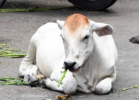 Dental - Hygiene - ஆலும் வேலும் பல்லுக்கு உறுதி !! Dental - Hygiene - ஆலும் வேலும் பல்லுக்கு உறுதி !!