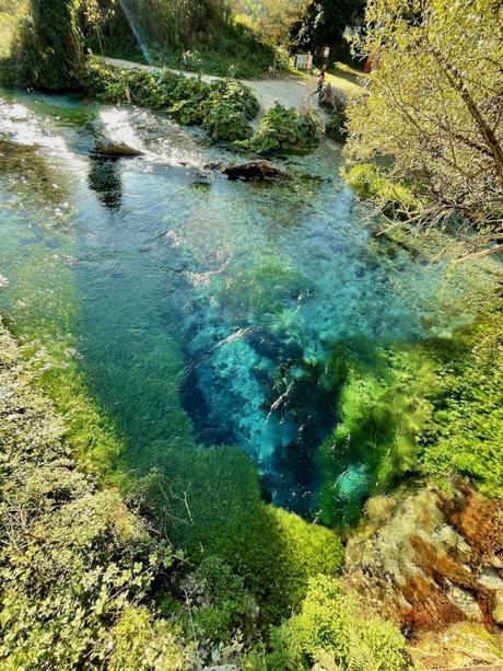 blue-eye-saranda