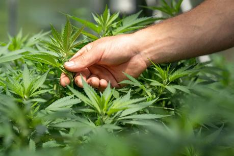 Exploring Cutting-Edge Plant Cultivation Technology