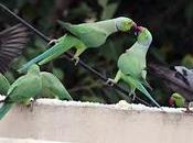 Parrots Anandha Kummi