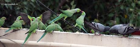 Parrots -  Anandha Kummi