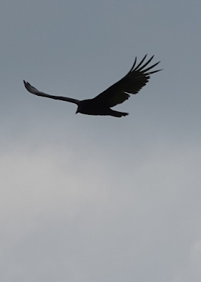 Looking East, Looking Up