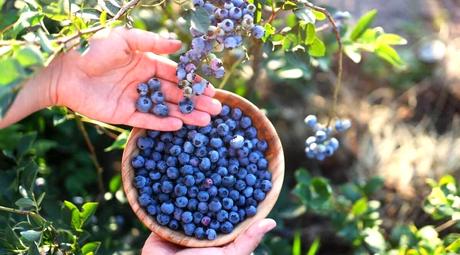 How to Get Skin Benefits from Blueberries: A Comprehensive Guide