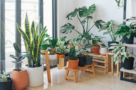 Ten Plants for Removing Indoor Toxins