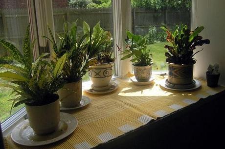 Ten Plants for Removing Indoor Toxins