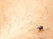 Navigating Innovations: Unraveling Complexities Lyme Disease Treatment Market