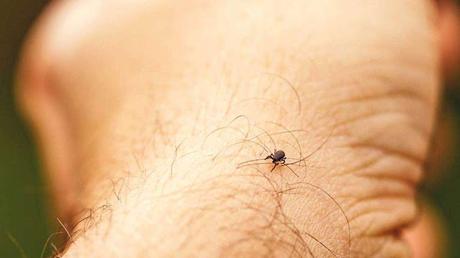 Lyme Disease Treatment