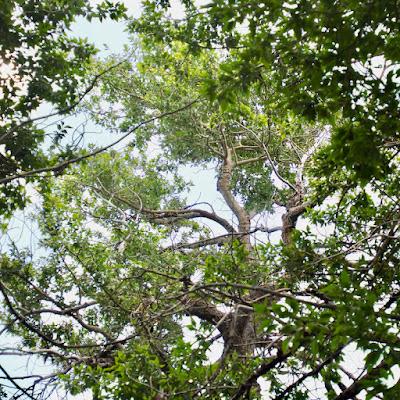 Treefollowing: last year's tree & a Carboniferous pond