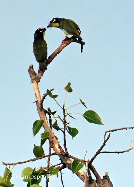 Coppersmith Barbets ! - அடுத்தாத்து அம்புஜத்தை பாத்தேளா ! Coppersmith Barbets ! - அடுத்தாத்து அம்புஜத்தை பாத்தேளா !