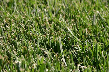 Best Grass Seed for Rhode Island: A Comprehensive Guide