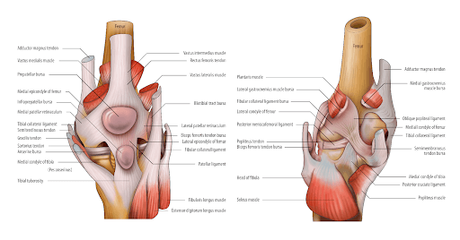 Learn About Your Knee Pain Symptoms To Get The Best Treatments