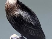 Little Cormorant சிறிய நீர்க்காகம்