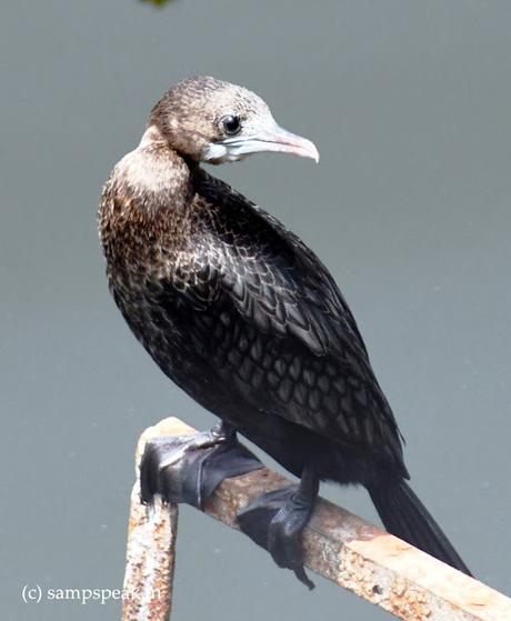 little Cormorant ! - சிறிய நீர்க்காகம் little Cormorant ! - சிறிய நீர்க்காகம்