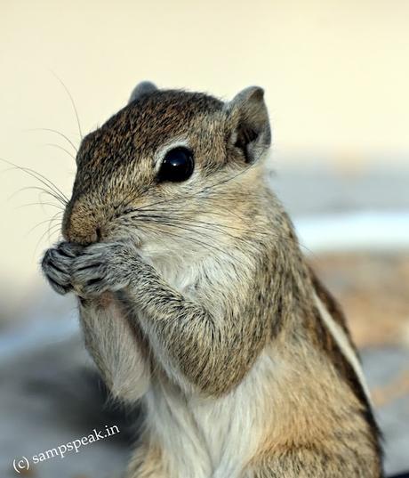 ācweorna – wonder what ?? - ஐயா எனக்கு இன்னொரு பேர் இருக்கு !! ācweorna – wonder what ?? - ஐயா எனக்கு இன்னொரு பேர் இருக்கு !!