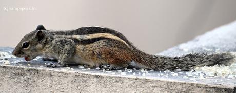 ācweorna – wonder what ?? - ஐயா எனக்கு இன்னொரு பேர் இருக்கு !! ācweorna – wonder what ?? - ஐயா எனக்கு இன்னொரு பேர் இருக்கு !!