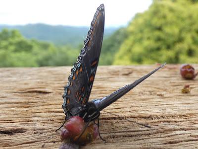 New to Me--a Red Spotted Purple