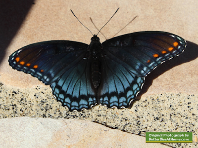 New to Me--a Red Spotted Purple