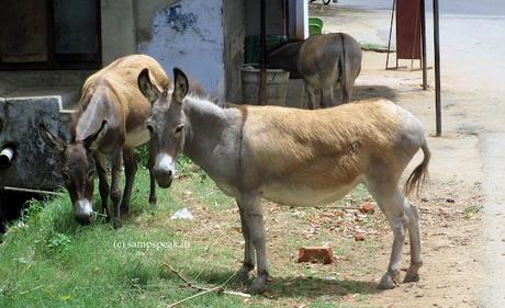 some interesting marriages !  - matches made in Heaven !!