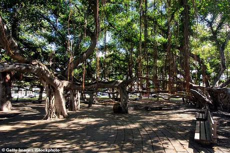Age old Banyan tree threatened at Hawaii Age old Banyan tree threatened at Hawaii