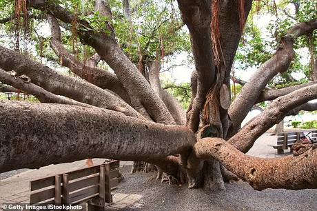 Age old Banyan tree threatened at Hawaii Age old Banyan tree threatened at Hawaii