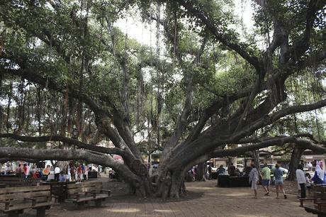 Age old Banyan tree threatened at Hawaii Age old Banyan tree threatened at Hawaii