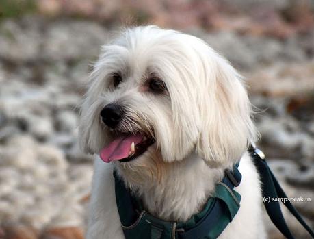 pet dogs !! - Maltese ... ‘cynophobia’ !! pet dogs !! - Maltese ... ‘cynophobia’ !!