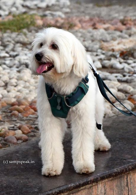 pet dogs !! - Maltese ... ‘cynophobia’ !! pet dogs !! - Maltese ... ‘cynophobia’ !!