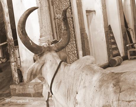 Horns !! - குதிரை கொம்பு Horns !! - குதிரை கொம்பு