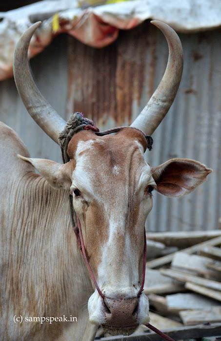 Horns !! - குதிரை கொம்பு Horns !! - குதிரை கொம்பு