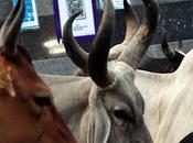 Horns குதிரை கொம்பு