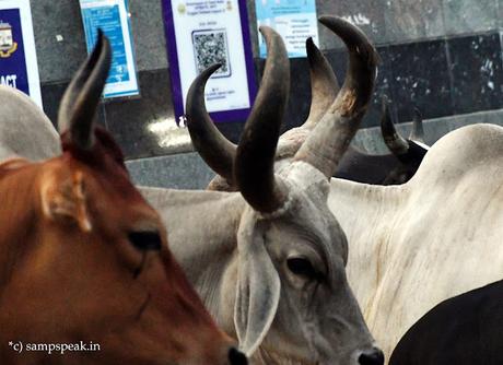 Horns !! - குதிரை கொம்பு Horns !! - குதிரை கொம்பு