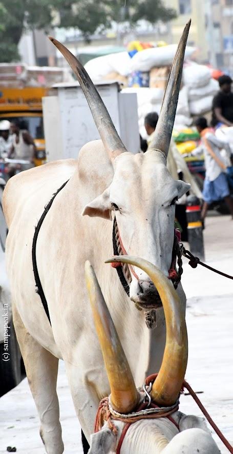 Horns !! - குதிரை கொம்பு Horns !! - குதிரை கொம்பு