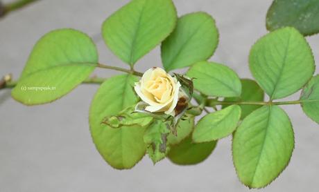 பட்டு வண்ண ரோசாவாம்; பார்த்த கண்ணு மூடாதாம் பட்டு வண்ண ரோசாவாம்; பார்த்த கண்ணு மூடாதாம்