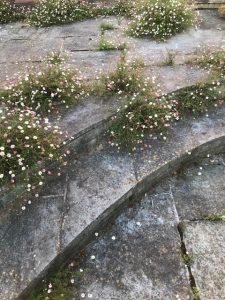 Flowers from a Stone