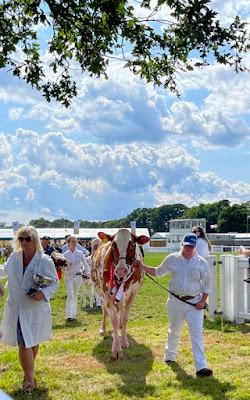 NEW FOREST AND HAMPSHIRE COUNTY SHOW, Guest Post by Susan Kean
