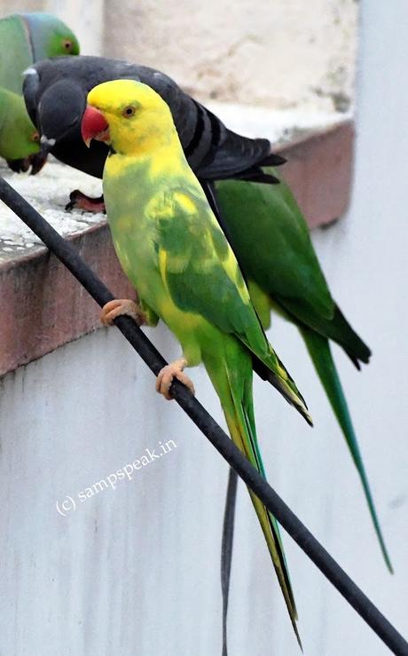 Yellow Parrot !!  -  பச்சைக்கிளி முத்துச்சரம்