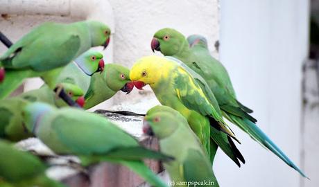 Yellow Parrot !!  -  பச்சைக்கிளி முத்துச்சரம்