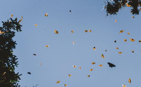 Hope by Butterflies