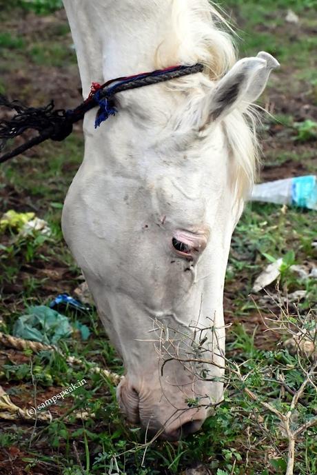 Horse eating grass ! Horse eating grass !