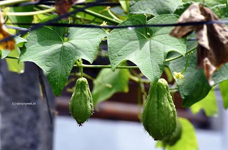 Ever heard of Chayote (Sechium edule) – you have eaten it !! Ever heard of Chayote (Sechium edule) – you have eaten it !!