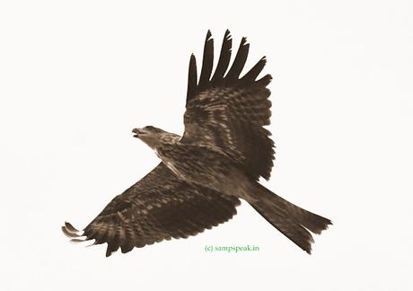 Soaring high !! உயரப் பறந்தாலும்! - ரஜினி சொன்ன கழுகு காக்கை கதை !! Soaring high !! உயரப் பறந்தாலும்! - ரஜினி சொன்ன கழுகு காக்கை கதை !!