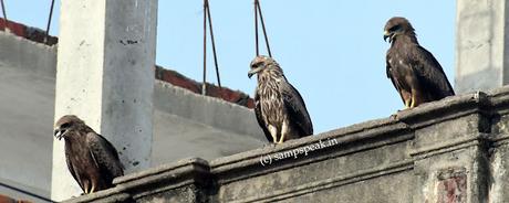 Soaring high !! உயரப் பறந்தாலும்! - ரஜினி சொன்ன கழுகு காக்கை கதை !! Soaring high !! உயரப் பறந்தாலும்! - ரஜினி சொன்ன கழுகு காக்கை கதை !!